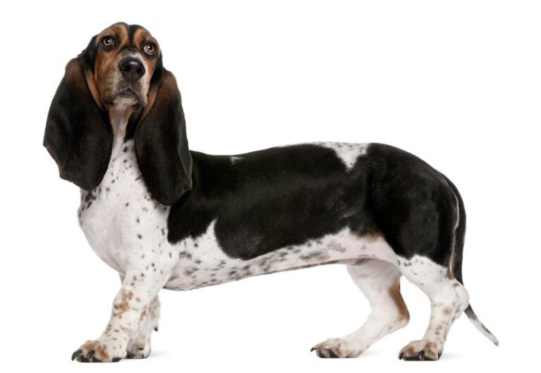 Basset Artesien Normand Dog Breed Guide: Info, Pictures & Care Guide