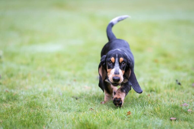 Basset Bleu Gascogne Dog Breed: Info, Pictures, Care, Traits & More