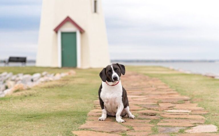 18 Adorable and Unique Basset Hound Mixes