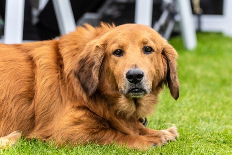 Basset Retriever (Golden Retriever & Basset Hound Mix): Pictures, Guide, Info & Care
