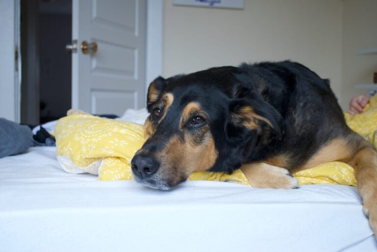 The Beagleman: A Loyal, Lively Mix of Beagle and Doberman