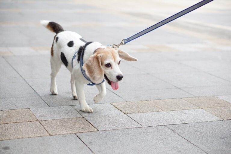 The Beaglemation: A Spotty, Floppy-Eared Delight for Active Dog Lovers
