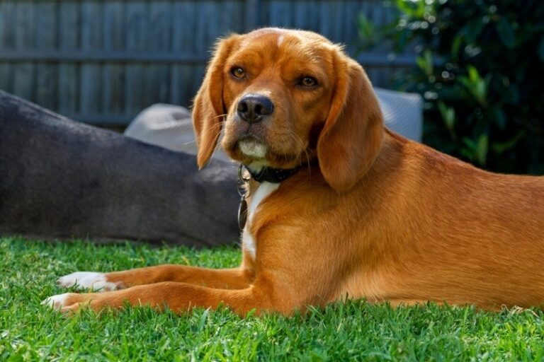 The Beguiling Beaglier: Your Guide to the Ultimate Beagle-Cavalier Companion