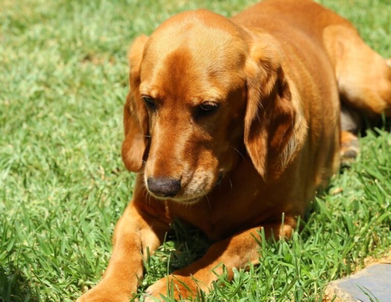 The Beaker Dog: Your Ultimate Guide to This Delightful Mixed Breed