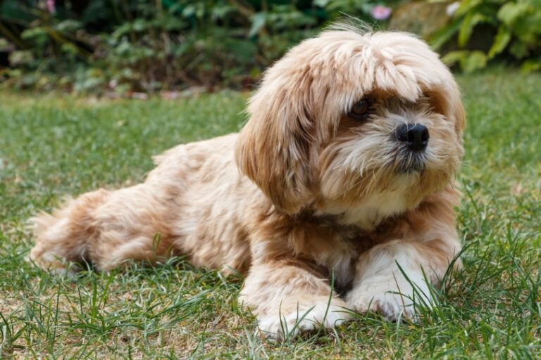 The Charming and Charismatic Be-Apso: A Comprehensive Guide