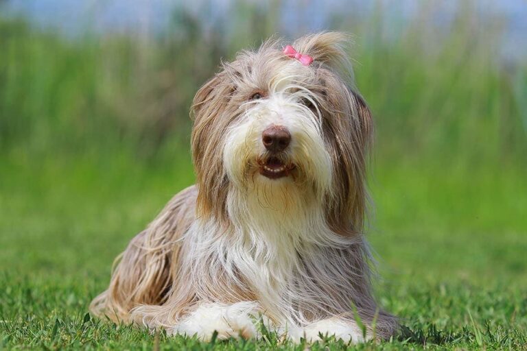 Bearded Collie: Dog Breed Info, Pictures, Facts & Traits
