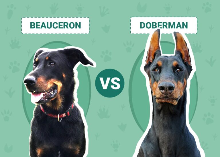 Beauceron vs. Doberman: A Dog Lover&lsquo;s Breed Comparison