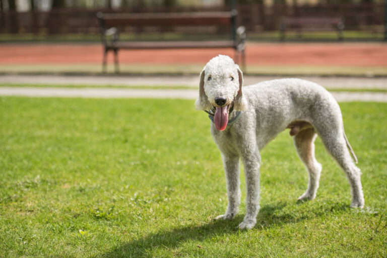 The Ultimate Guide to Bedlington Terrier Puppies
