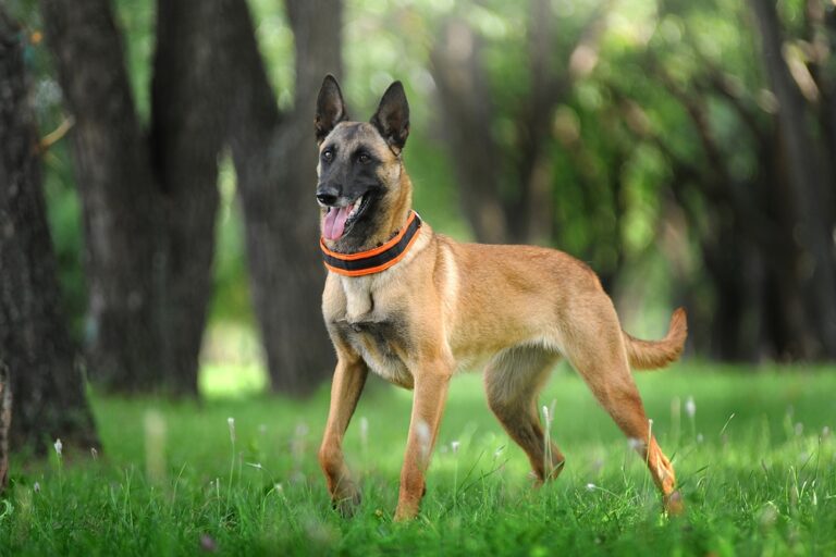 9 Belgian Dog Breeds: Pictures, Facts & History
