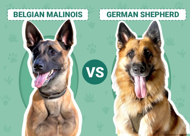 Belgian Malinois vs. German Shepherd: Differences Explained (With Pictures)