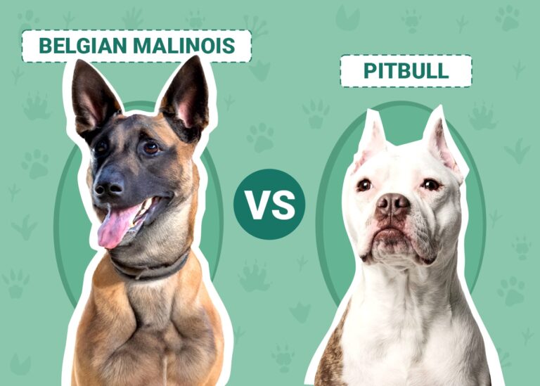 Belgian Malinois vs. Pitbull: Notable Differences (With Pictures)