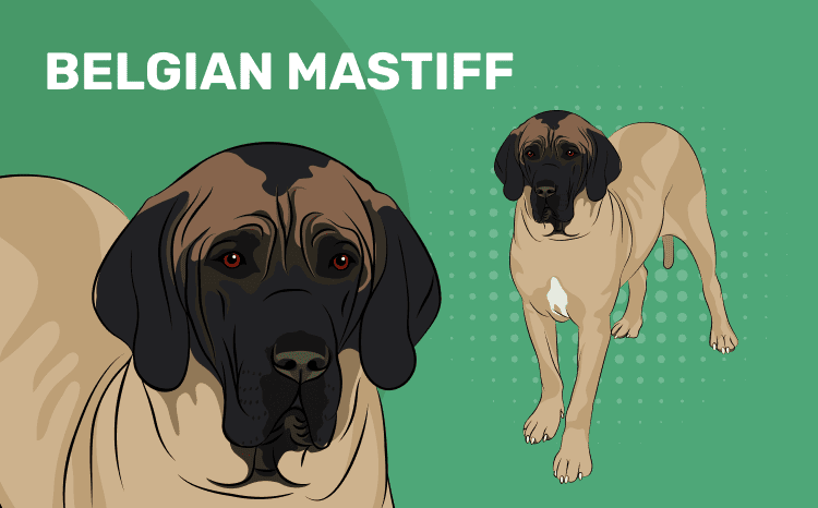 The Belgian Mastiff: Gentle Guardian and Devoted Companion