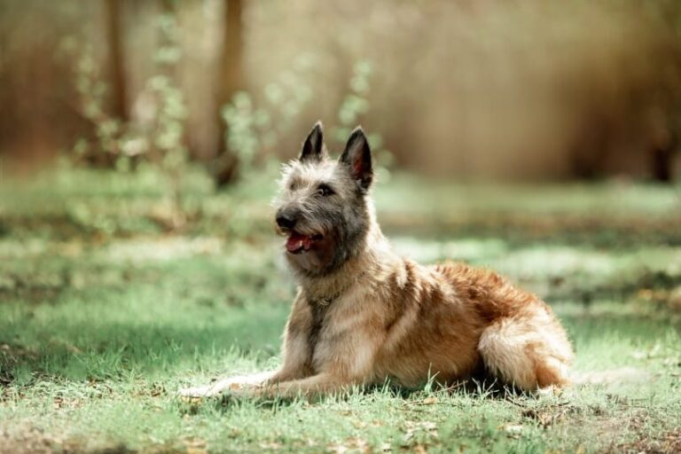 The Belgian Shepherd Laekenois: A Comprehensive Guide for Puppy Lovers