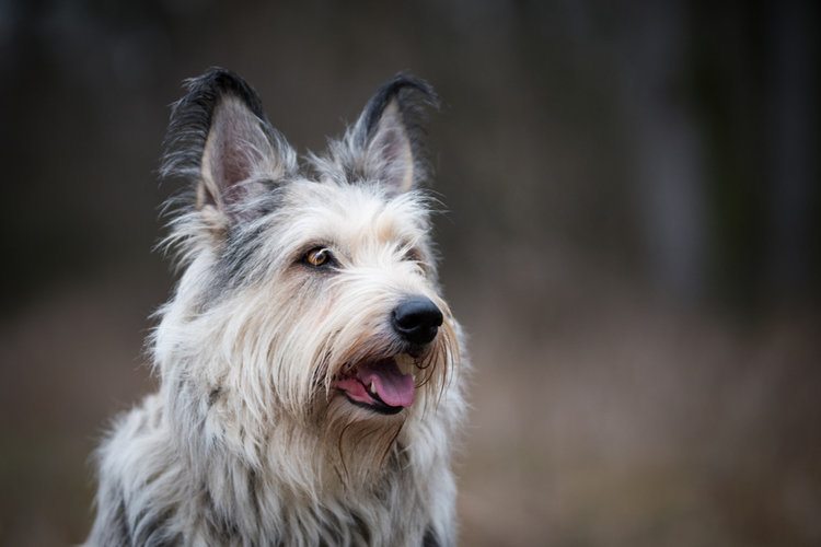 The Berger Picard: A Comprehensive Guide to the Shaggy French Shepherd