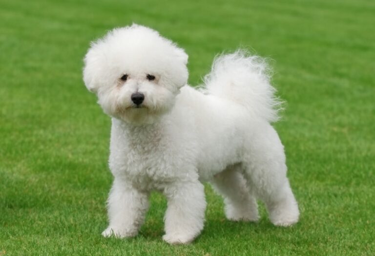 5 Wonderful Street Dog Breeds That Make the Best Family Pets