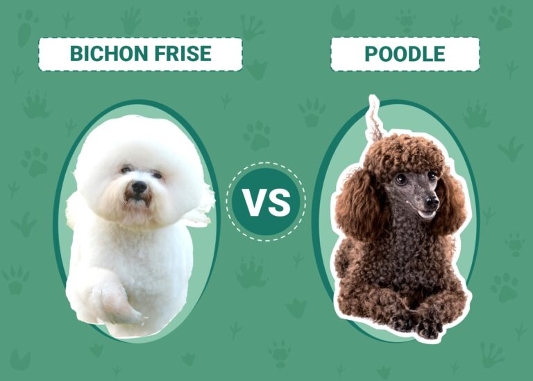 Bichon Frise vs Poodle: A Comprehensive Comparison for Dog Lovers