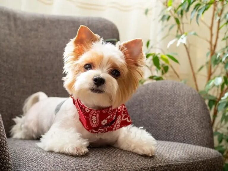 Biewer Terrier: The Ultimate Guide to this Tri-Colored Toy Breed