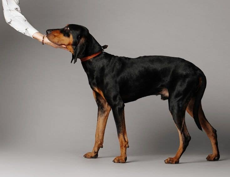 The Tenacious Tracker: A Comprehensive Guide to the Black and Tan Coonhound