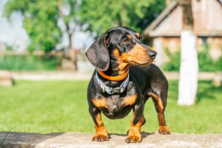 Black and Tan Dachshund: Facts, Origin & History (With Pictures)