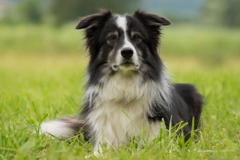 Black and White Australian Shepherd: Facts, Pictures, Origin & History