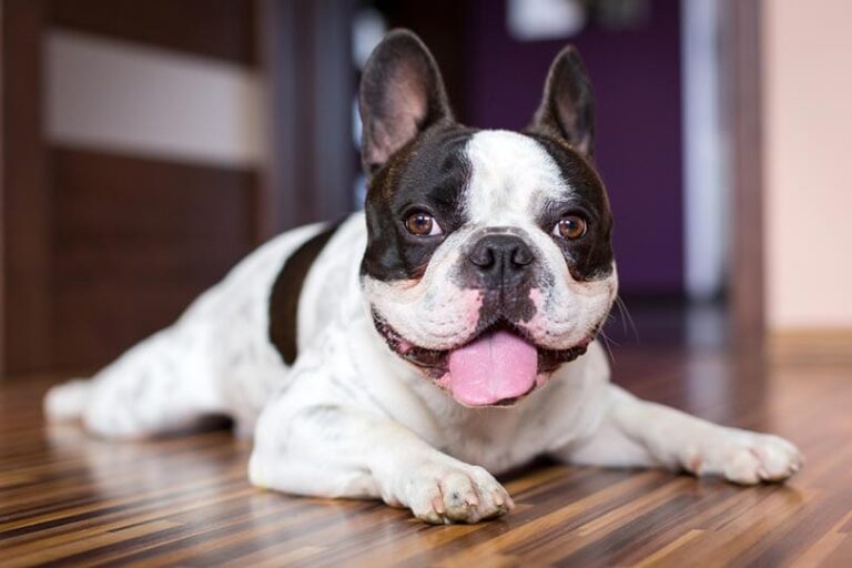 The Enchanting Black and White French Bulldog: A Dog Lover&lsquo;s Guide