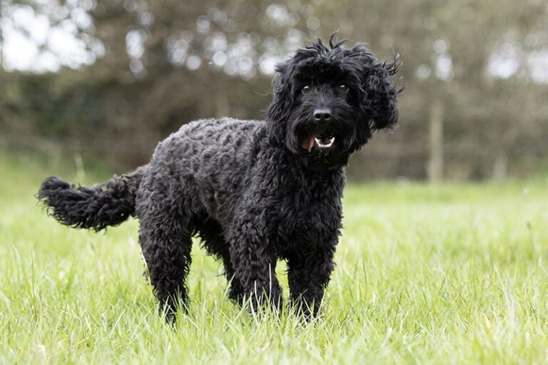 The Charming Black Cockapoo: A Comprehensive Guide for Dog Lovers