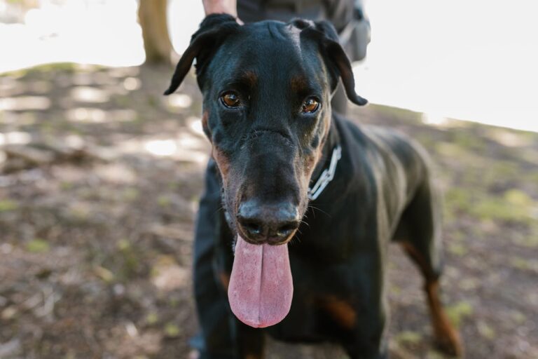 Black Doberman Pinscher: A Majestic and Devoted Companion