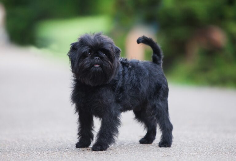 27 Beautiful Black Dog Breeds: Pictures, Facts & History
