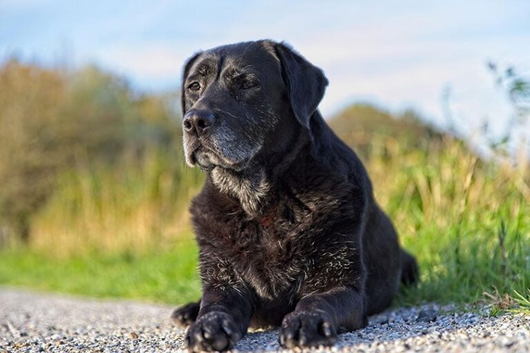 Black Labrador Retriever: Pictures, Facts & History
