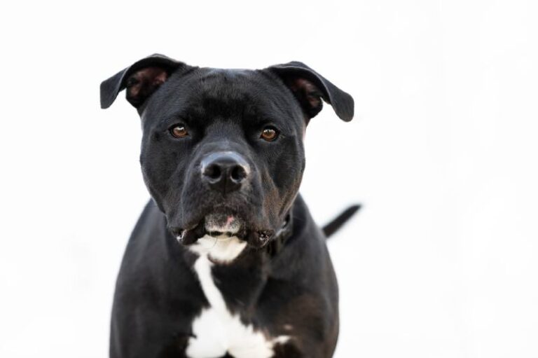 The Misunderstood Majesty of the Black Pitbull: A Dog Lover&lsquo;s Comprehensive Guide