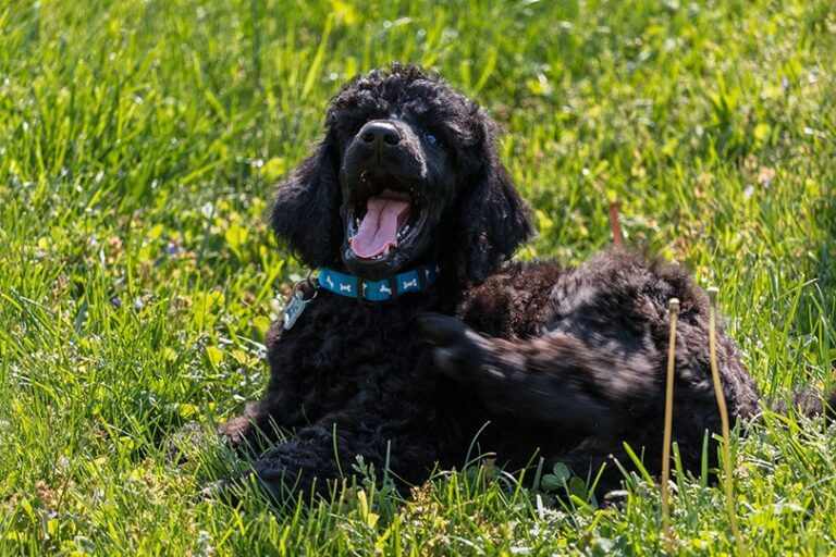 The Magnificent Black Poodle: A Comprehensive Guide for Dog Lovers