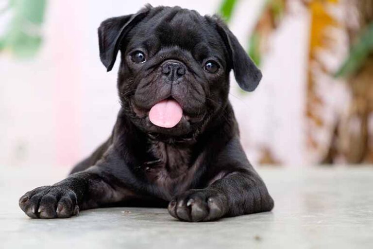 Black Pug: Facts, Origin & History (With Pictures)