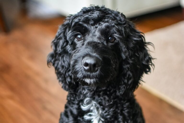 The Fascinating World of Black Toy Poodles: A Dog Lover&lsquo;s Guide