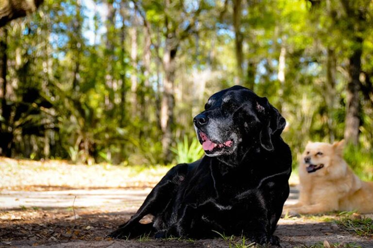 Bloodhound Lab Mix: Care, Pictures, Info & More