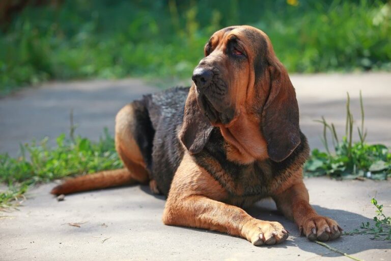 Bloodhound Pros and Cons: Is This Wrinkly Sleuth Right for You?