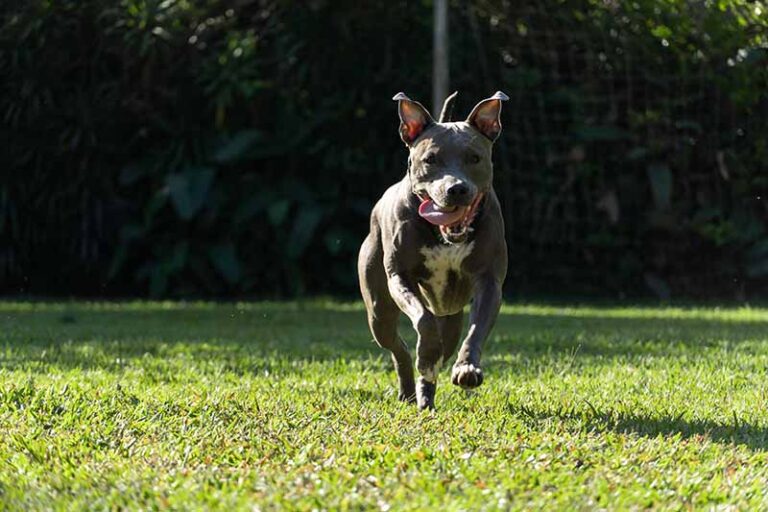 Blue Brindle Pitbull: History, Pictures, Facts & More
