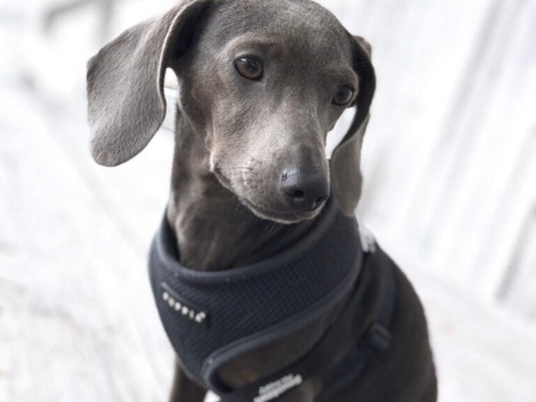 Blue Dachshunds: Uncovering the Mysteries of a Rare and Captivating Coat Color