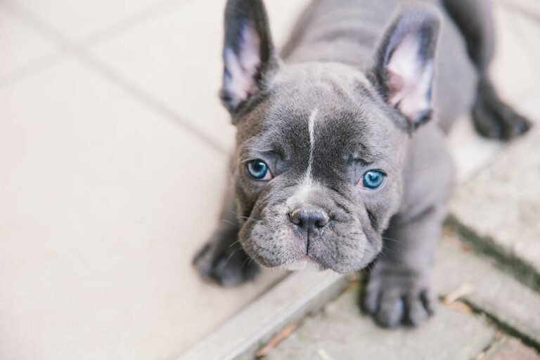 The Fascinating Blue French Bulldog: A Comprehensive Guide