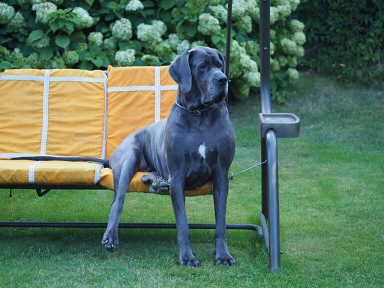 Blue Great Danes: A Comprehensive Guide for Dog Lovers
