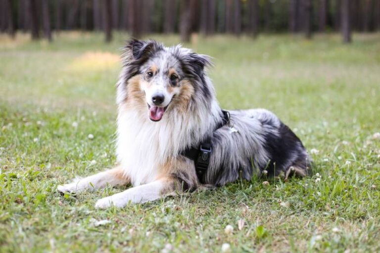 Blue Merle Shelties: A Comprehensive Guide to These Captivating Canines