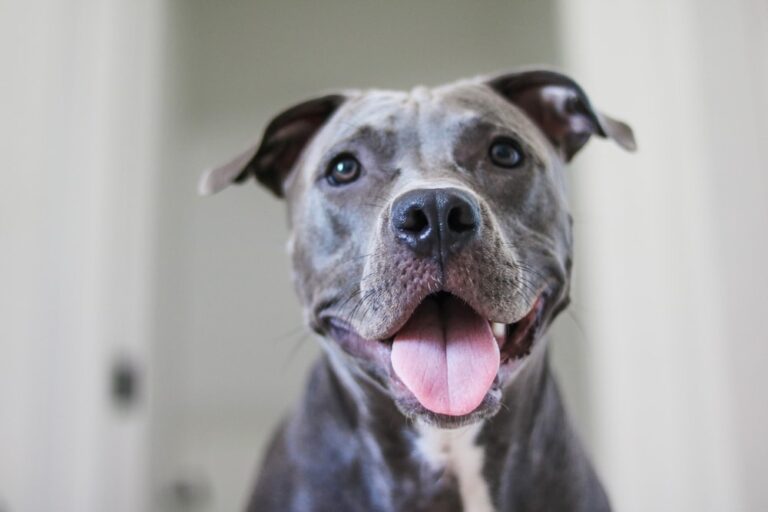 Blue Nose Pitbull Puppies: The Ultimate Guide for 2026