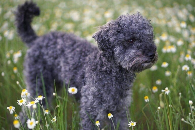 Blue Poodle: Pictures, Info, History, and More