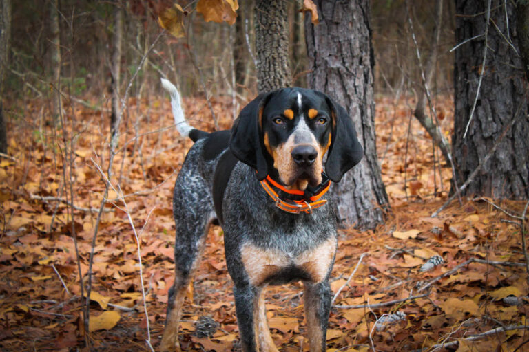 The Bold and Beautiful Bluetick Coonhound: A Comprehensive Breed Guide