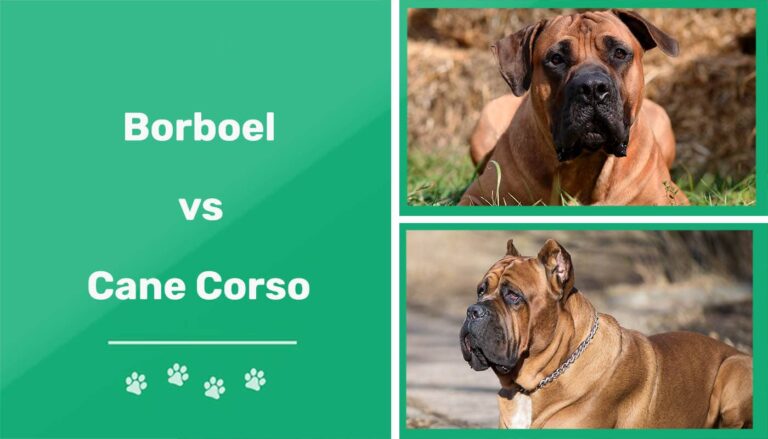 Boerboel vs. Cane Corso: A Comprehensive Comparison of Two Powerful Guardian Breeds