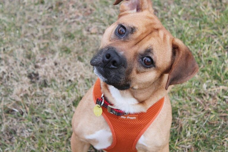 The Bogle: A Complete Guide to the Beautiful Beagle Boxer Mix