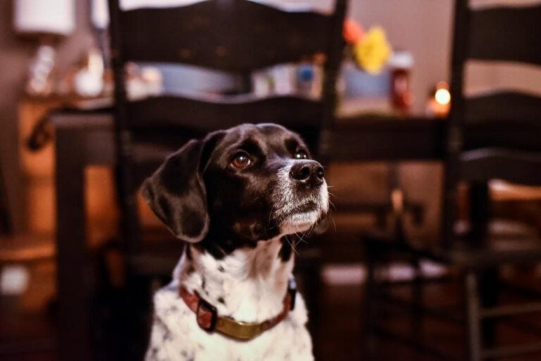 The Boingle: A High-Energy Hound with a Heart of Gold