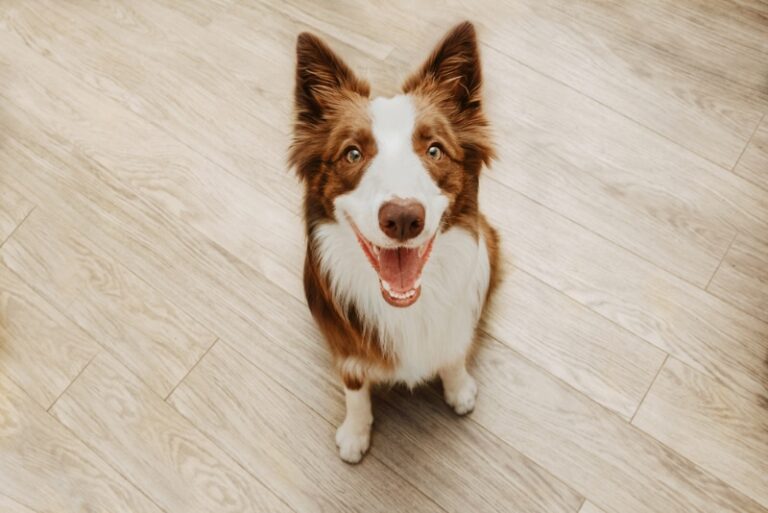 The Brilliant Border Collie: A Comprehensive Guide for Dog Lovers