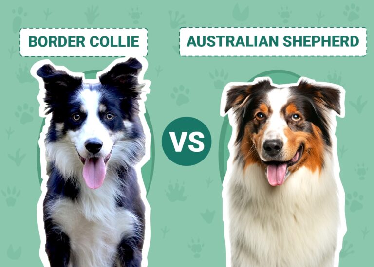 Border Collie vs Australian Shepherd: The Differences (With Pictures)