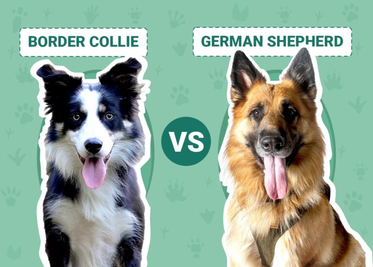 Border Collie vs German Shepherd: Key Differences (With Pictures)