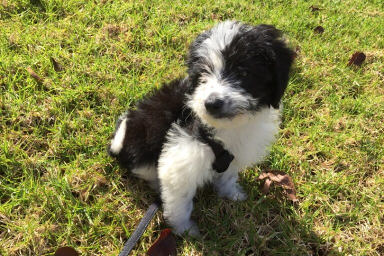 The Brilliant Bordoodle: Your Guide to This Bouncy Border Collie-Poodle Mix